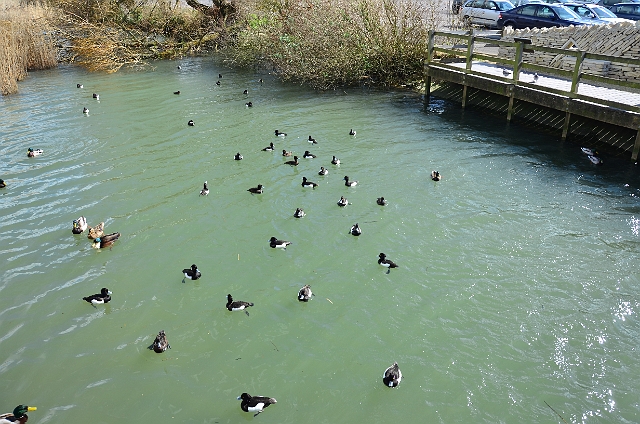 23 03 14_2498.JPG - TUFTED DUCKS - RADIPOLE RSPB RESERVE - WEYMOUTH, DORSET - SPRING 2014